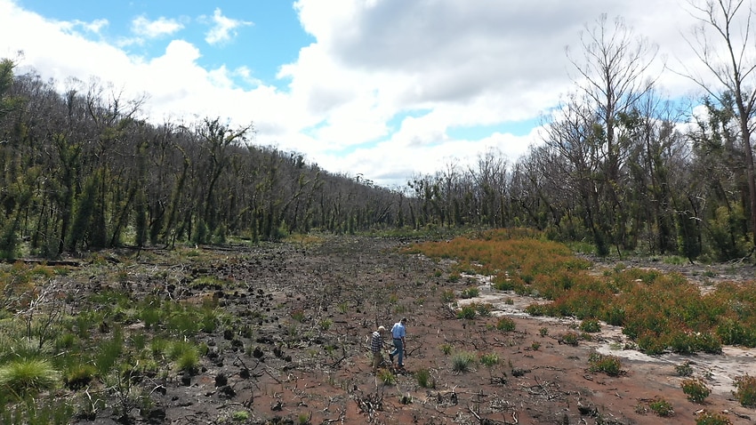 Concerns proposed coal mine could dry up swamps in Blue Mountains - Vimarsana News