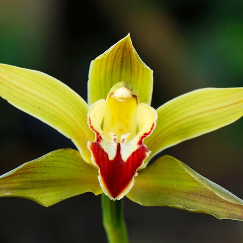 Orchid  (Cymbidium sp.) (AAP/Mary Evans/Ardea/Thomas Marent) | NO ARCHIVING, EDITORIAL USE ONLY