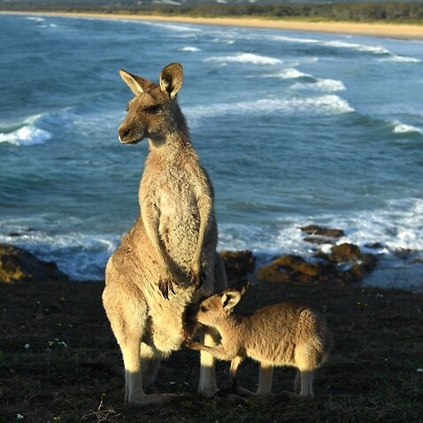 An eastern grey kangaroo joey feeds from its mother at sunrise on Look at Me Now Headland, north of Coffs Harbour