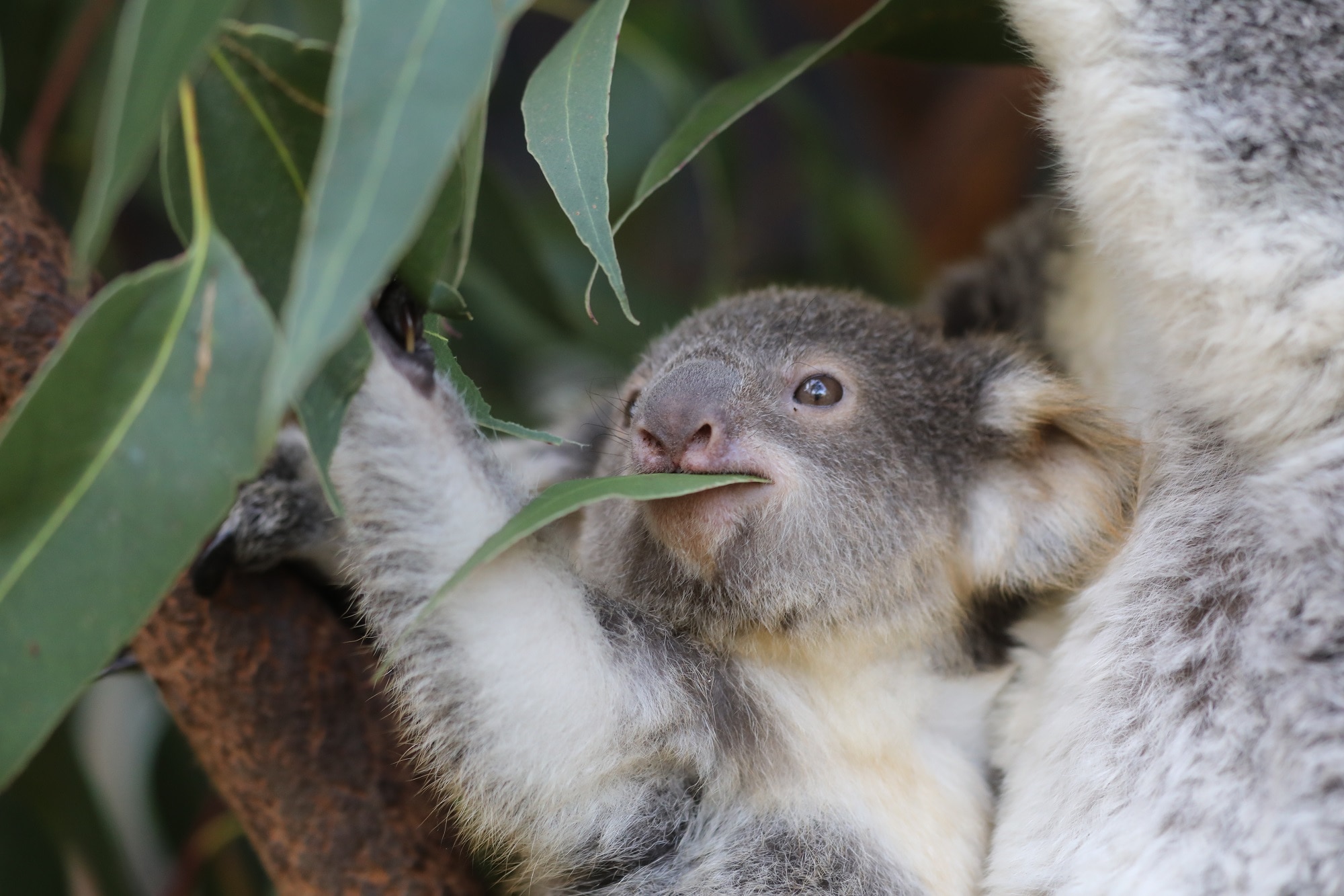 Tippi is the eldest of six confirmed joeys this year as part of the Australian Reptile Park’s koala conservation breeding program.