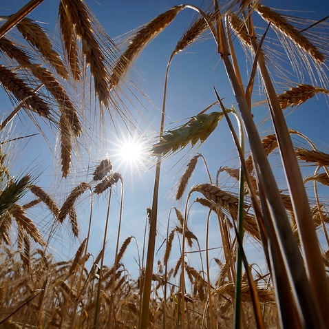 Barley grows in a field.