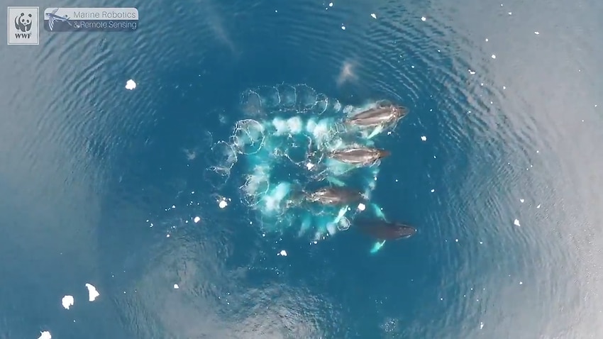 Incredible footage shows humpback whales 'bubble net feeding' | SBS News