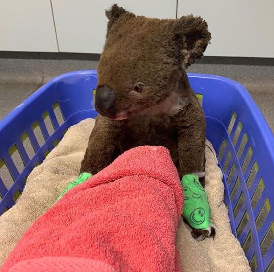 Donations provide much needed hydration solutions, burn creams, bandages, nutritional replacement formulas, syringes and bedding for injured koalas.