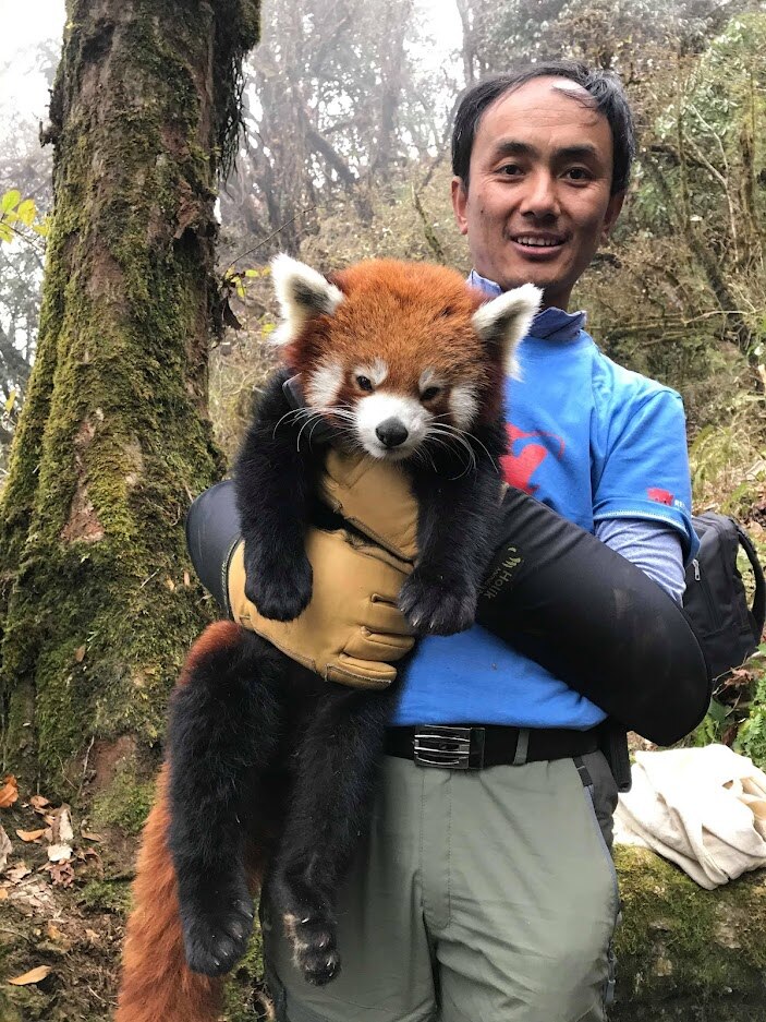 Sonam_Lama_2022_Nepal_Fieldwork-with-GPS-collared-red-panda-named-Ngima