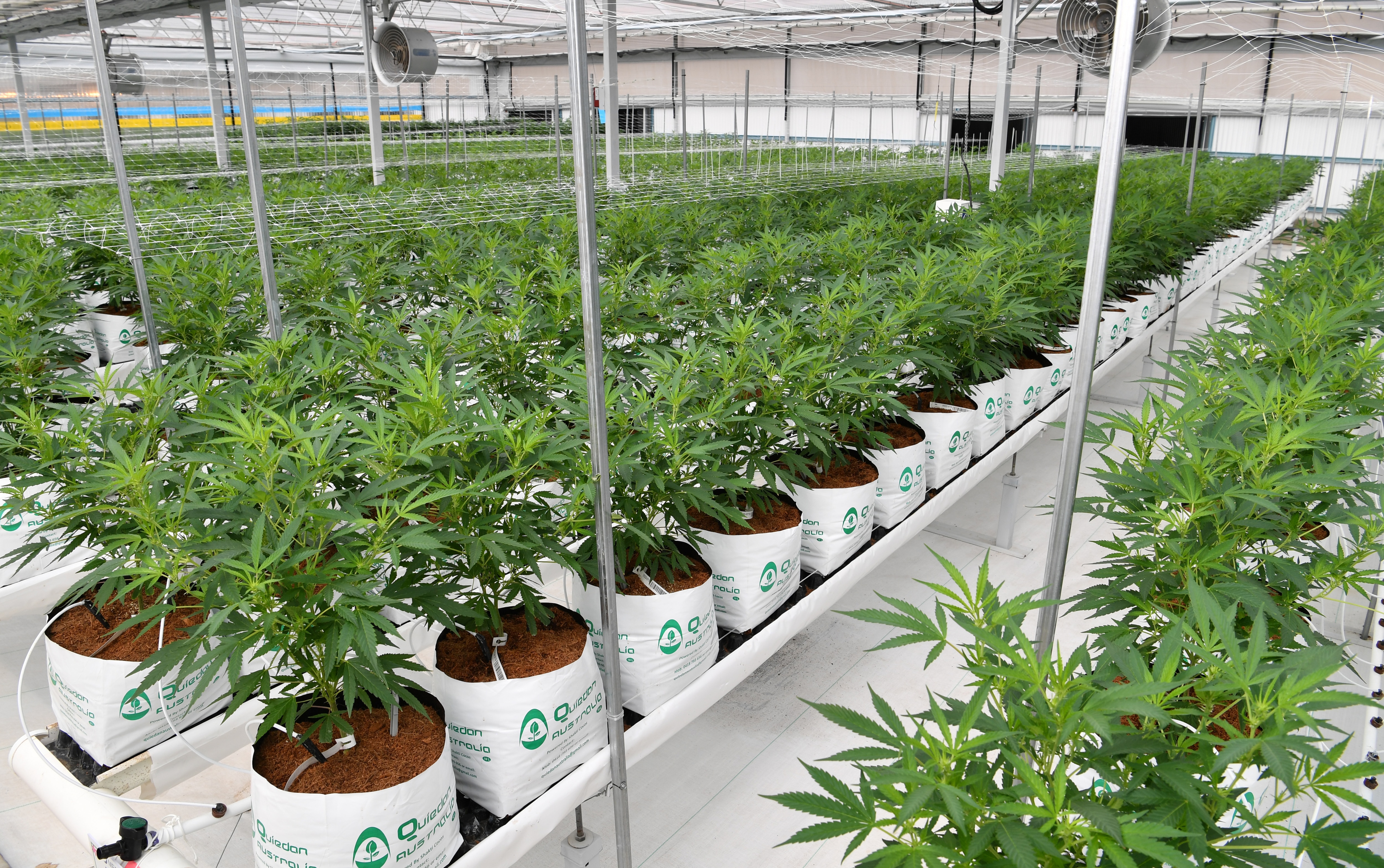 Medifarm is Australia's first operational medical cannabis farm.