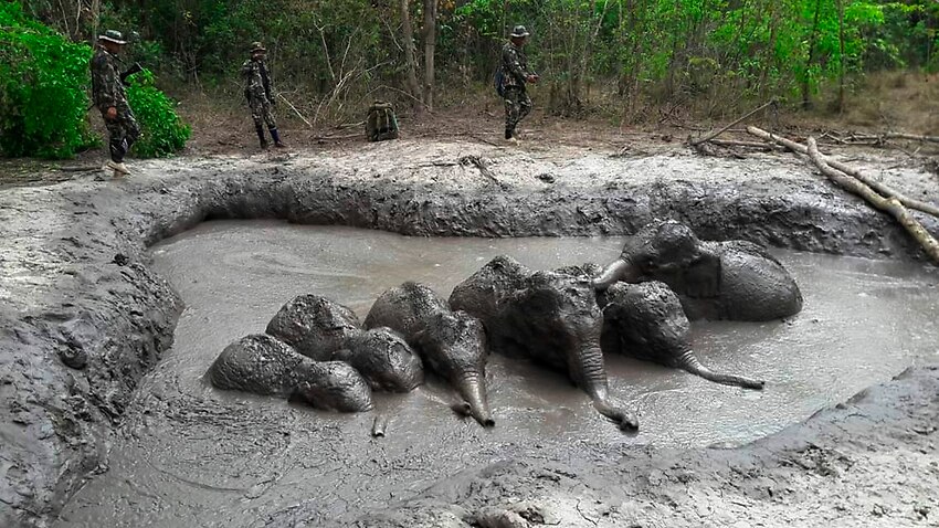 Image for read more article 'Thai rangers free six trapped baby elephants'