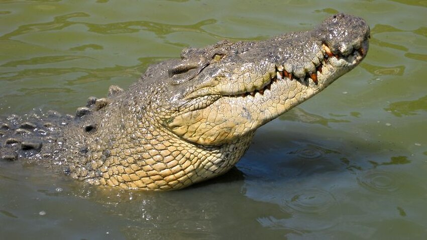 SBS Language | Farmer finds orthopaedic plate inside crocodile's stomach