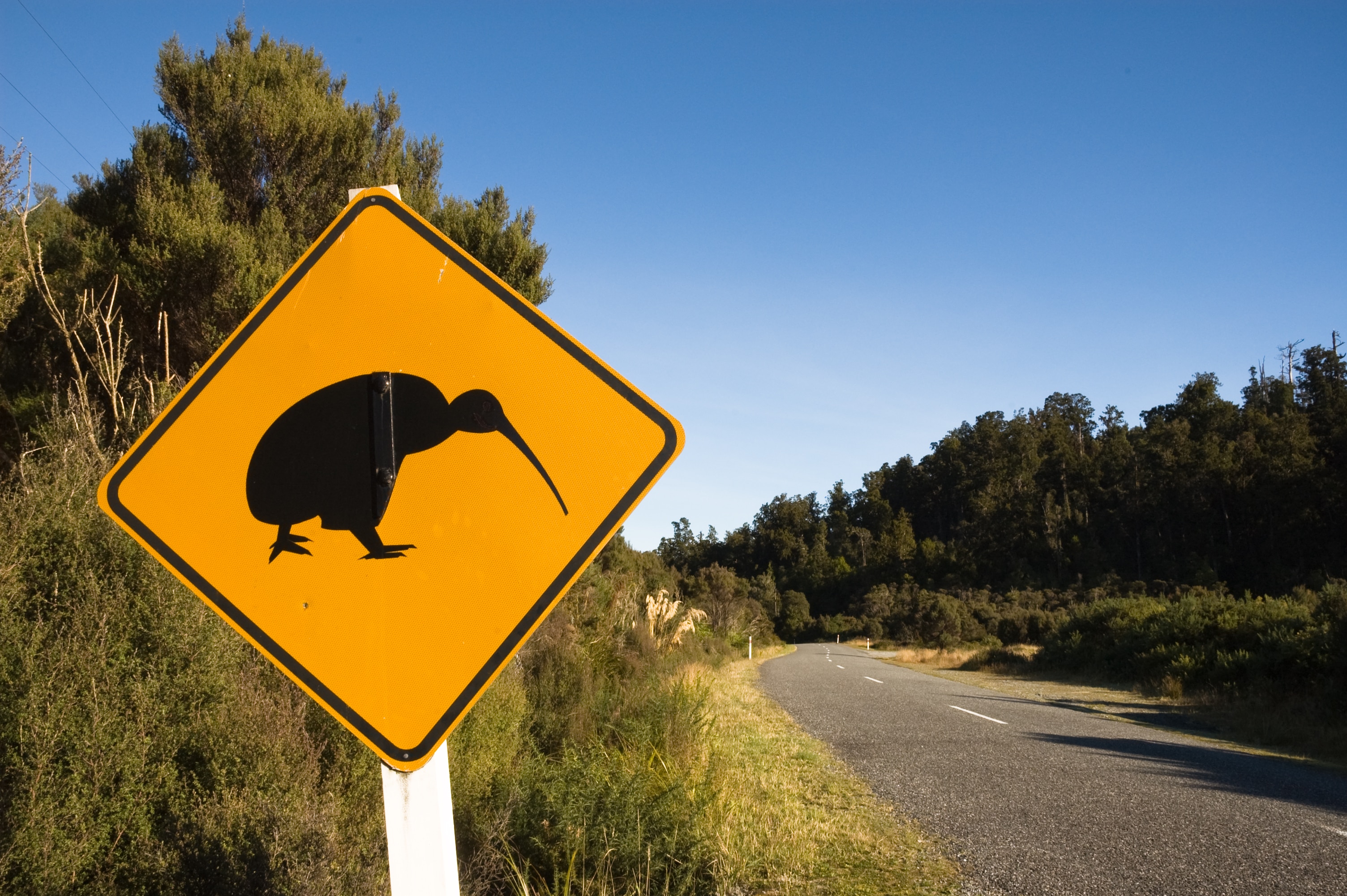 Kiwi comeback: The plan to reintroduce New Zealand's national bird to