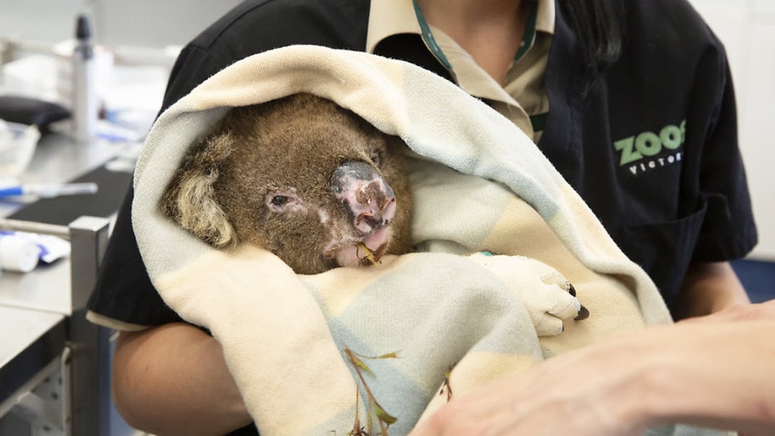 Image for read more article 'More than 60,000 koalas among three billion animals impacted by Australia's Black Summer bushfires'
