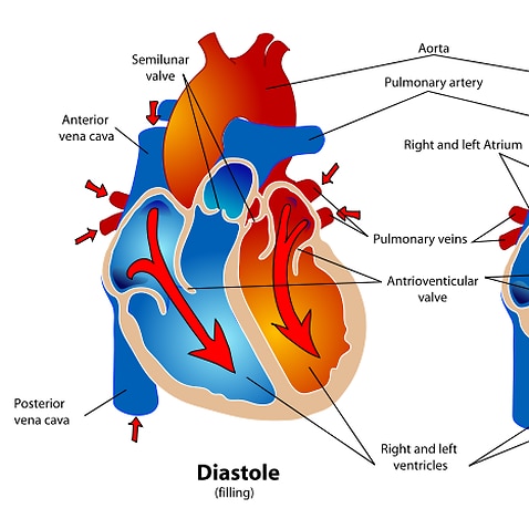 SBS Language | New study challenges the benefits of heart surgery