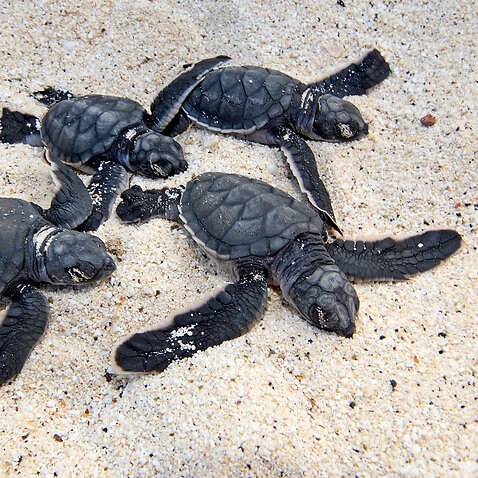 Baby green sea turtles
