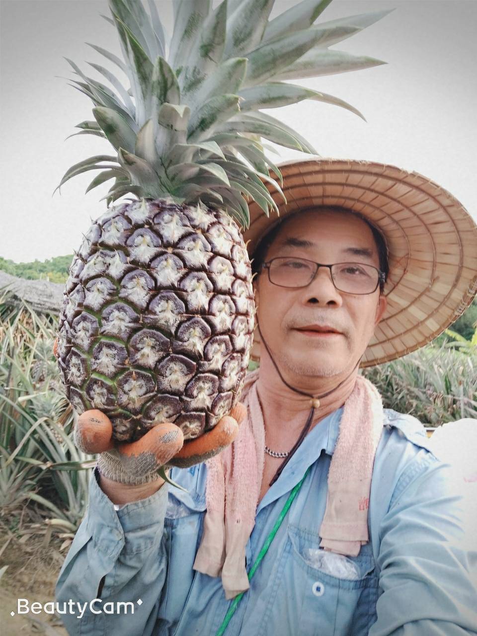 Taiwan pineapple farmer 