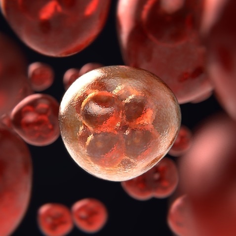 What are the warning signs of a Blood Cancer?