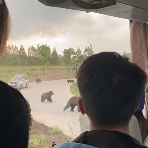 上海野生動物園的一名工作人員被黑熊咬死的片段截圖。