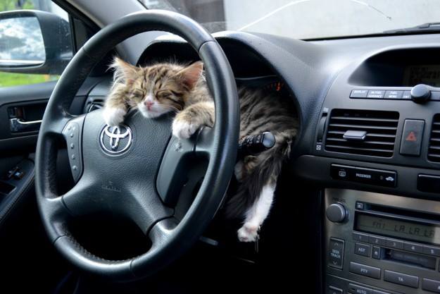 Cat at the steering wheel 