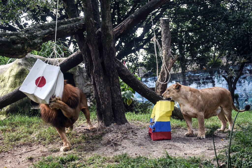 These lions from a Colombian zoo have reportedly tipped Colombia to win against Japan.
