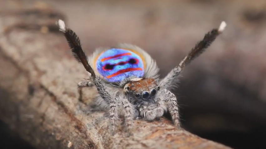 New Species Of Dancing Peacock Spiders Discovered Sbs News 