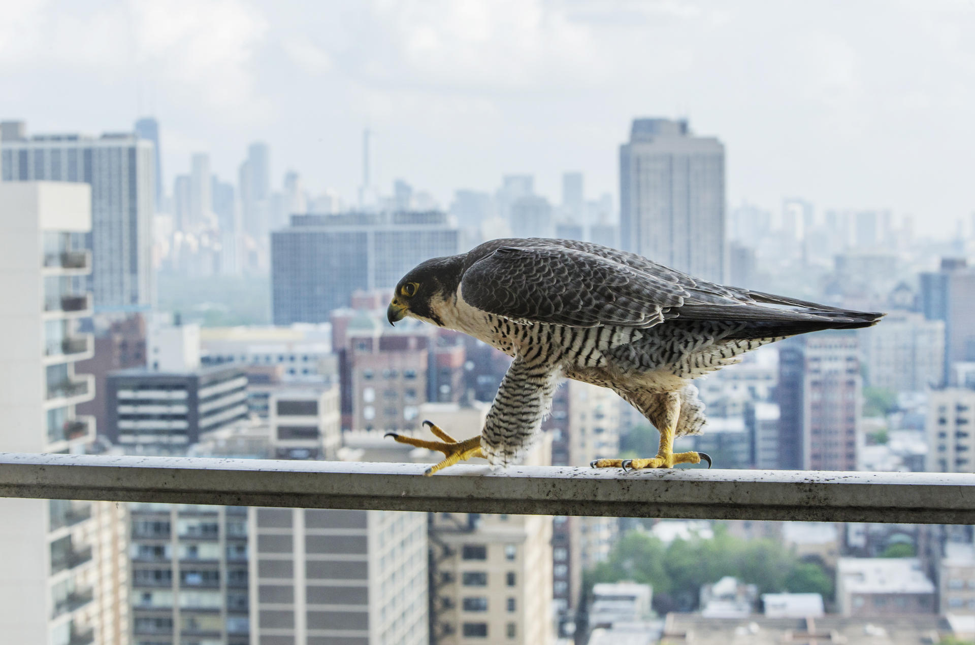 Clever but disturbing ways animals use human structures to hunt prey