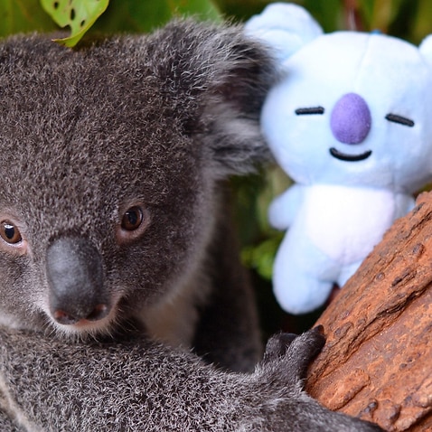 Calls to preserve Australia's rainforests as fires rage in the Amazon ...