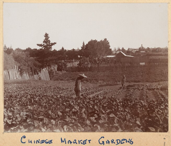 Chinese market garden. 1901, State Library Victoria