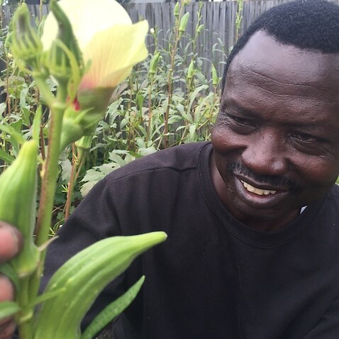 South Sudanese Dinka man Manon Athian tends his okra crop in Brisbane