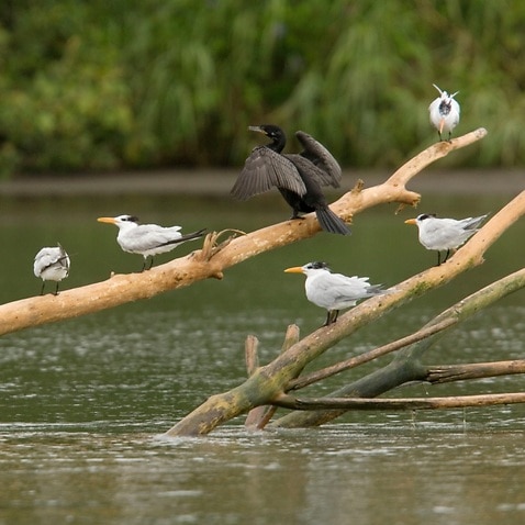 Royal Terns and Neotropical Cormorant, perched on log in river estuary (Sterna maxima) in Costa Rica