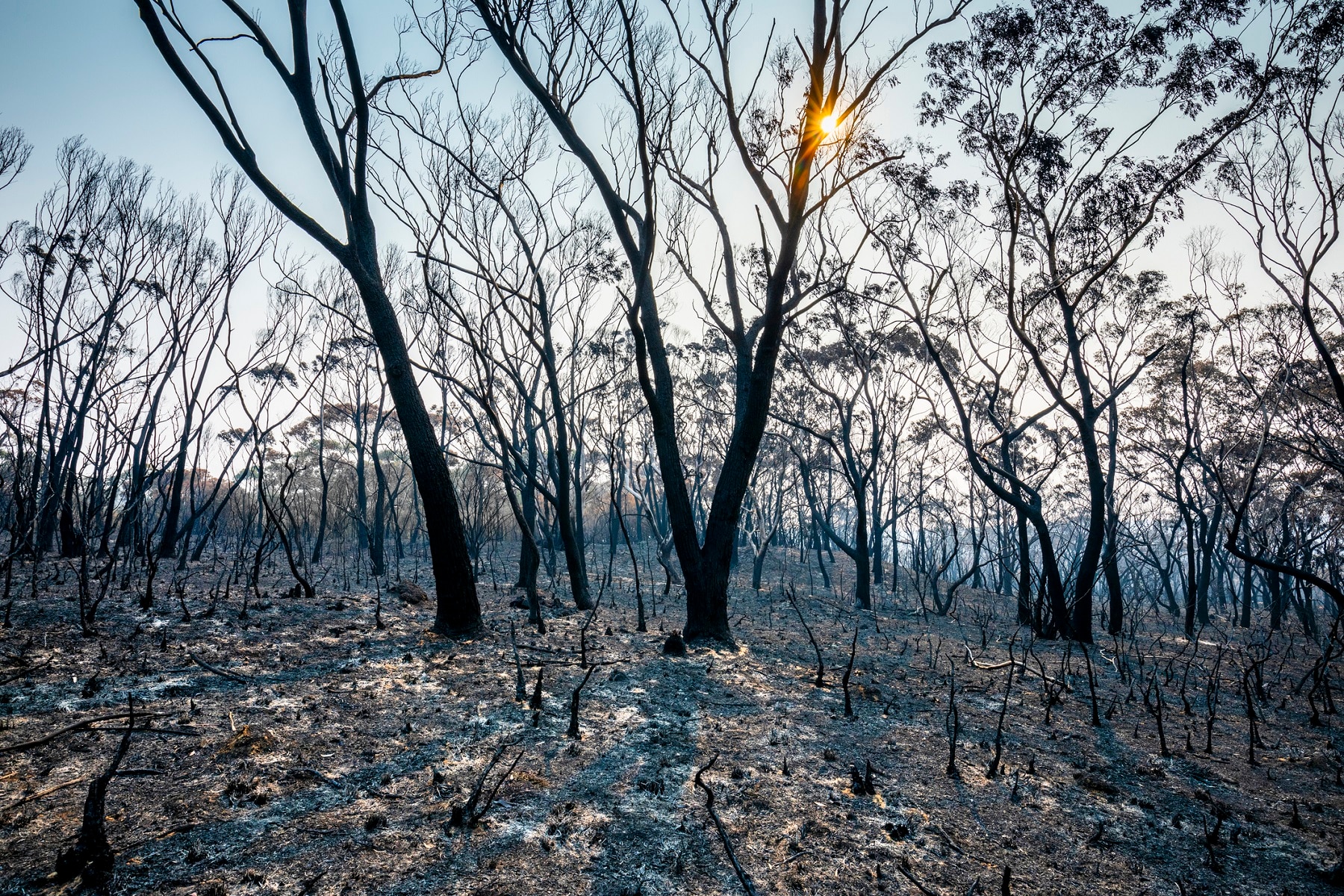 Burnt landscape with charred trees, ash and setting sun, forest fire, bushfire in Australia