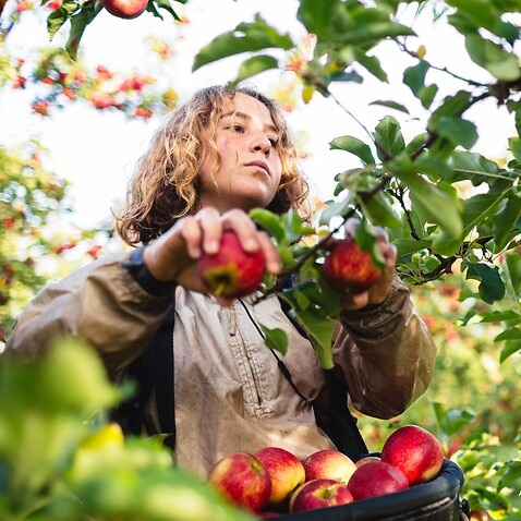 Fruit Picking (Photo by Getty Images/Robert Lang)
