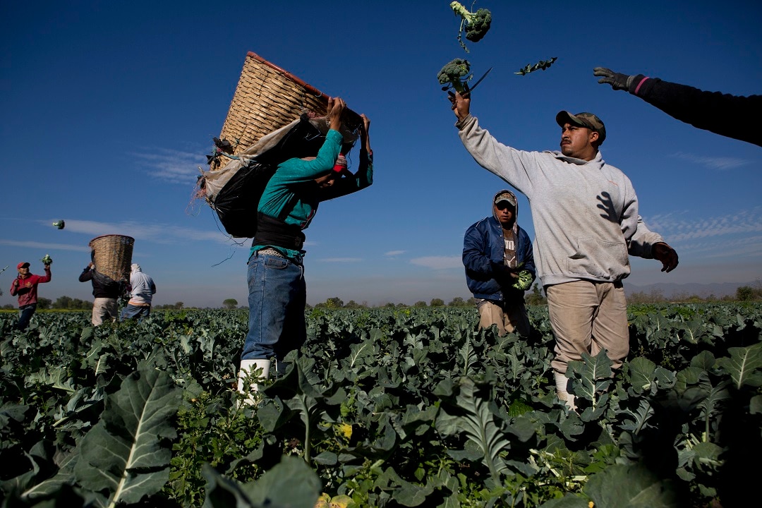 Day labourers harvest broccoli grown with wastewater, near Mixquiahuala, Hidalgo state, Mexico.