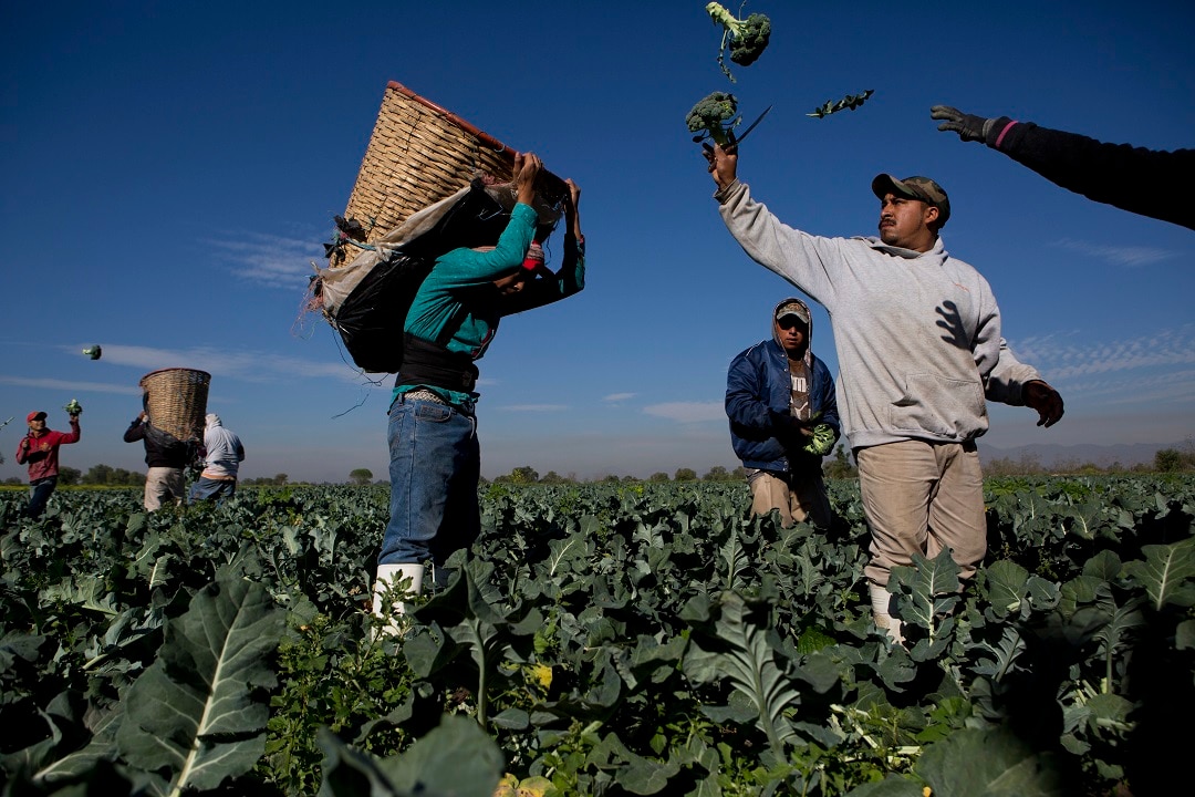 Day labourers harvest broccoli grown with wastewater, near Mixquiahuala, Hidalgo state, Mexico.