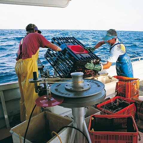 Fishermen from the West Australian rock lobster fishery retrieving baited pots 