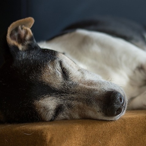 A Jack Russell in sleep