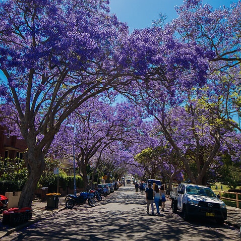 Jacaranda in Kirribilli, Sydney