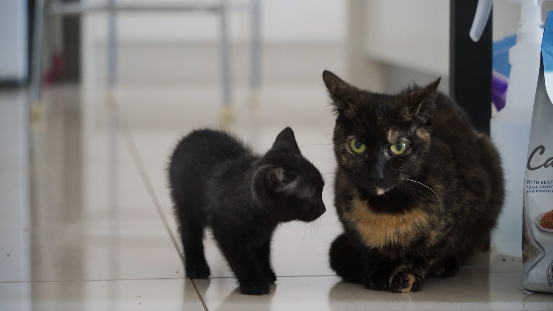Ginger Li领养的猫以及所生育的小猫