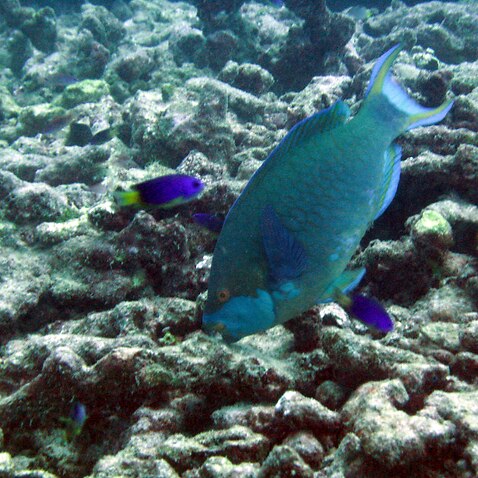據估計，在過去30年中，大堡礁的珊瑚損失了接近一半