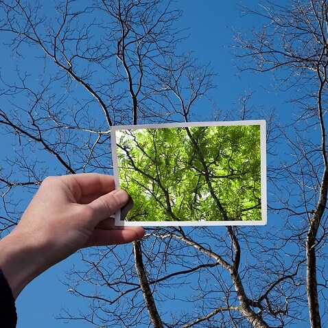 Hand holding snapshot of trees