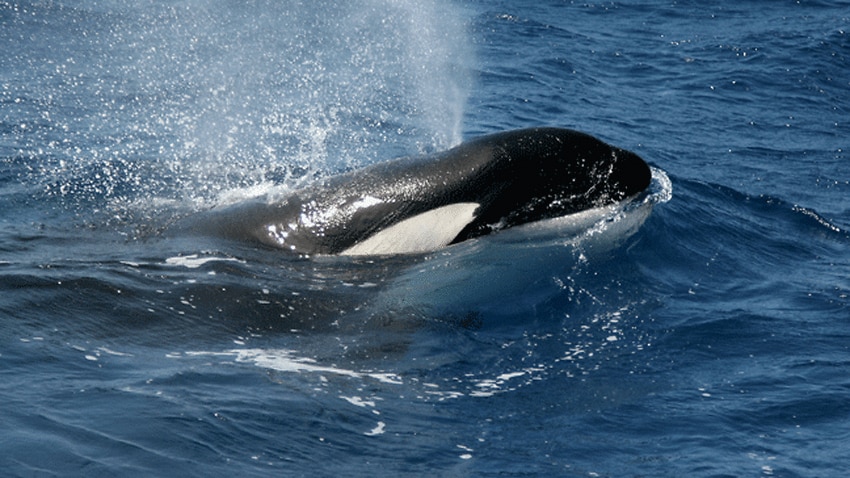 Killer whales migrate to exfoliate | SBS News