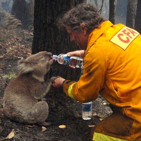 CFA firefighter David Tree shares his water with an injured koala.