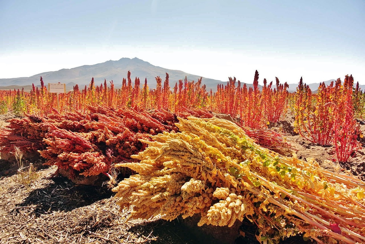 Quinoa is mainly imported into Australia from South America.
