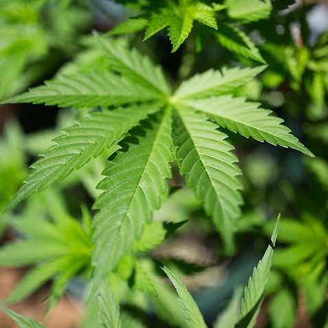 A view of a marijuana plant in Paris, France, July 30, 2019. Photo by Raphael Lafargue/ABACAPRESS.COM.