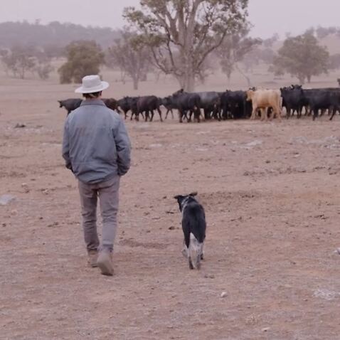 Farmer walks with dog with cows in the background.