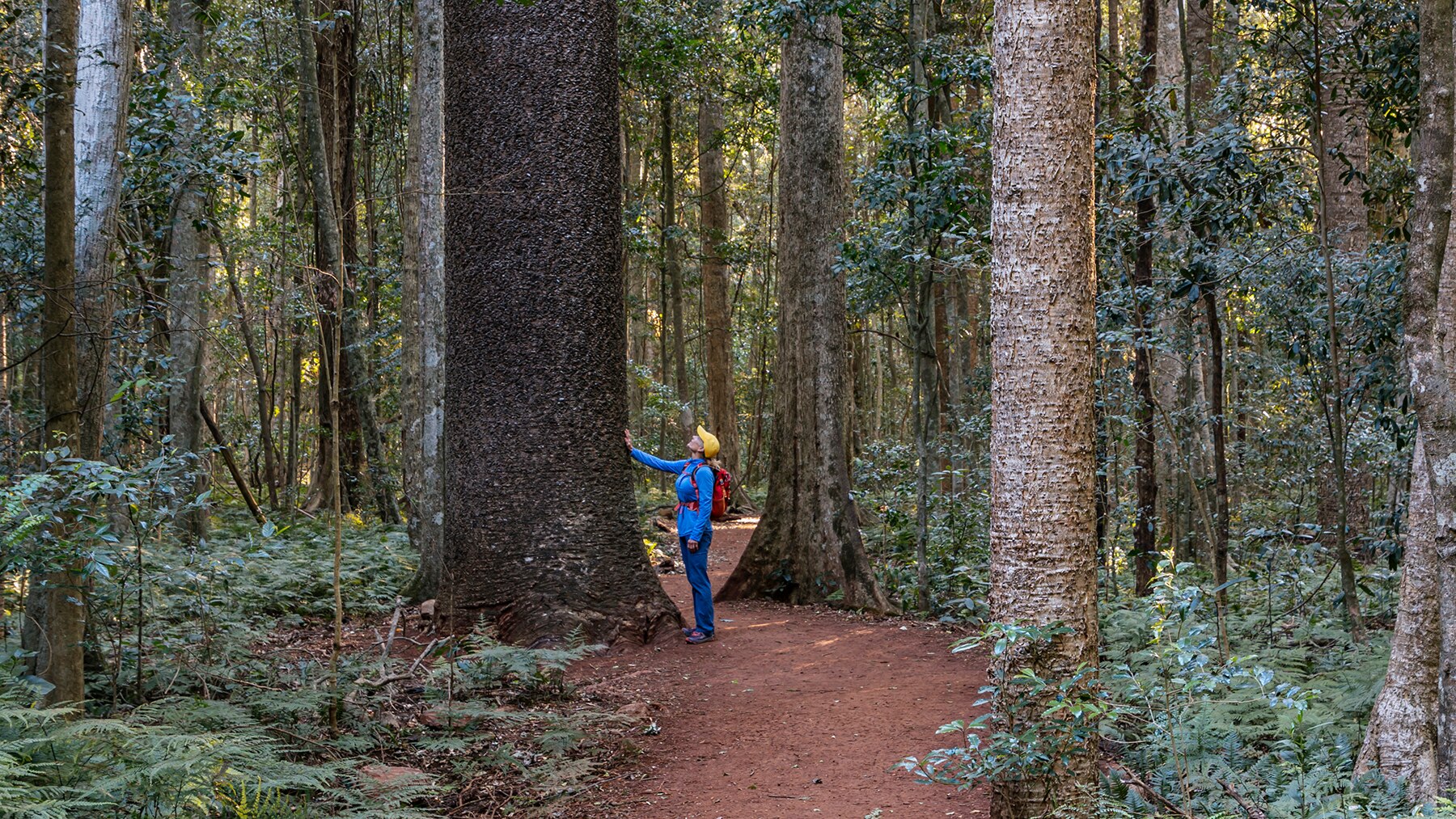 Woman exploring the rainforest on the scenic circuit walk in the Bunya Mountains National Park