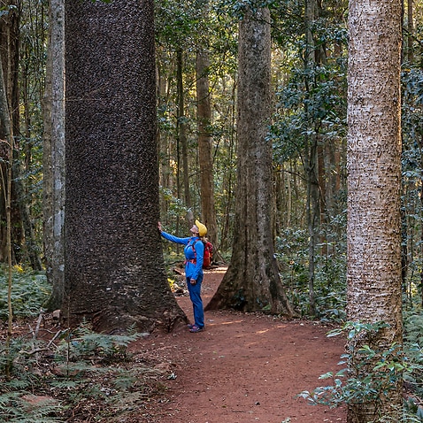 Woman exploring the rainforest on the scenic circuit walk in the Bunya Mountains National Park