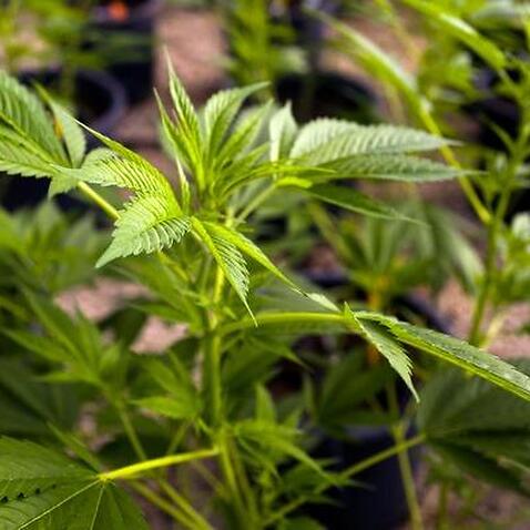 Medical cannabis growing in northern Israel