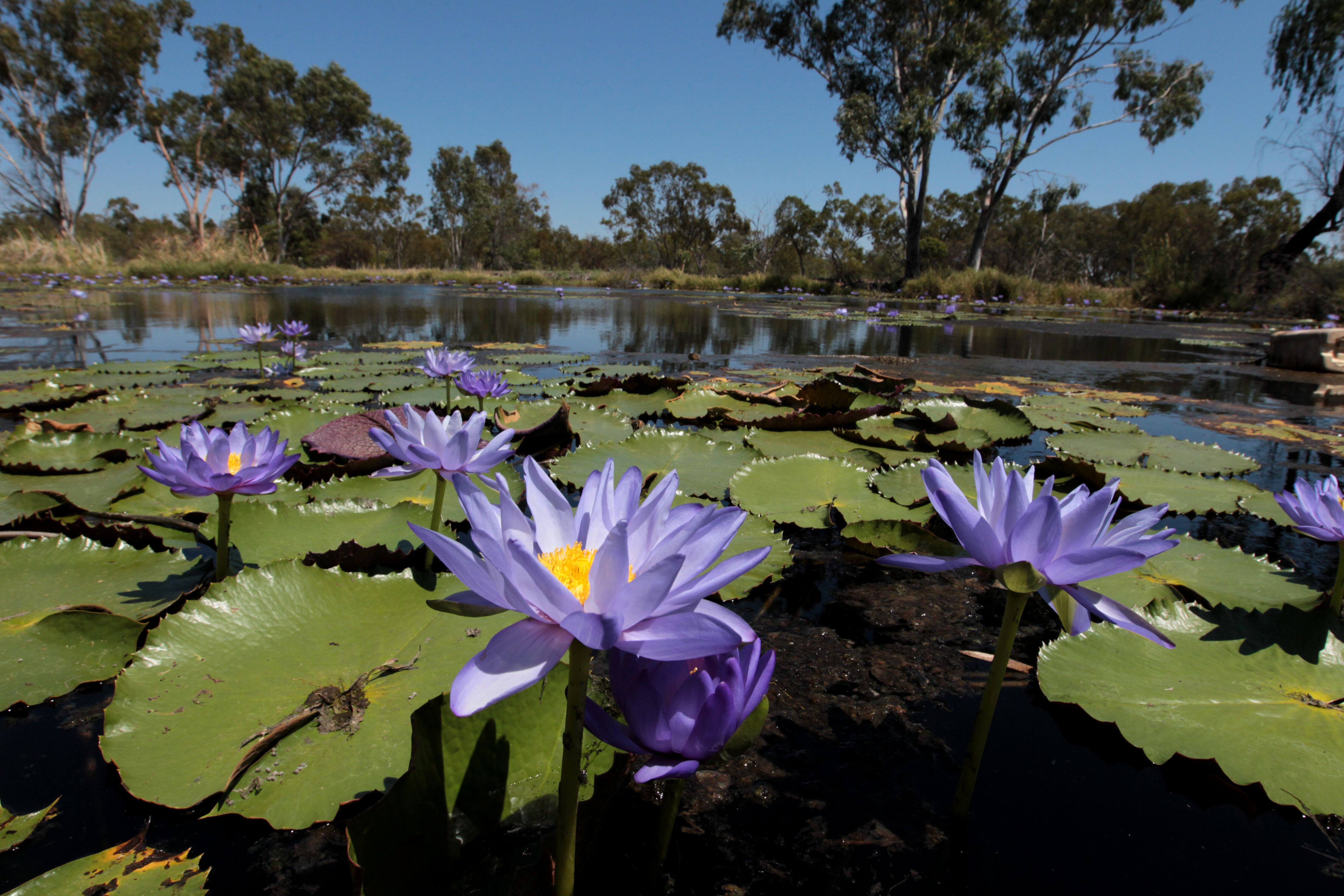 Joshua Spring in the Doongmabulla Springs.