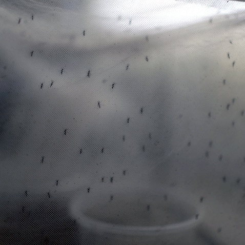 Mosquitoes, which carries the Zika virus, rest on nets