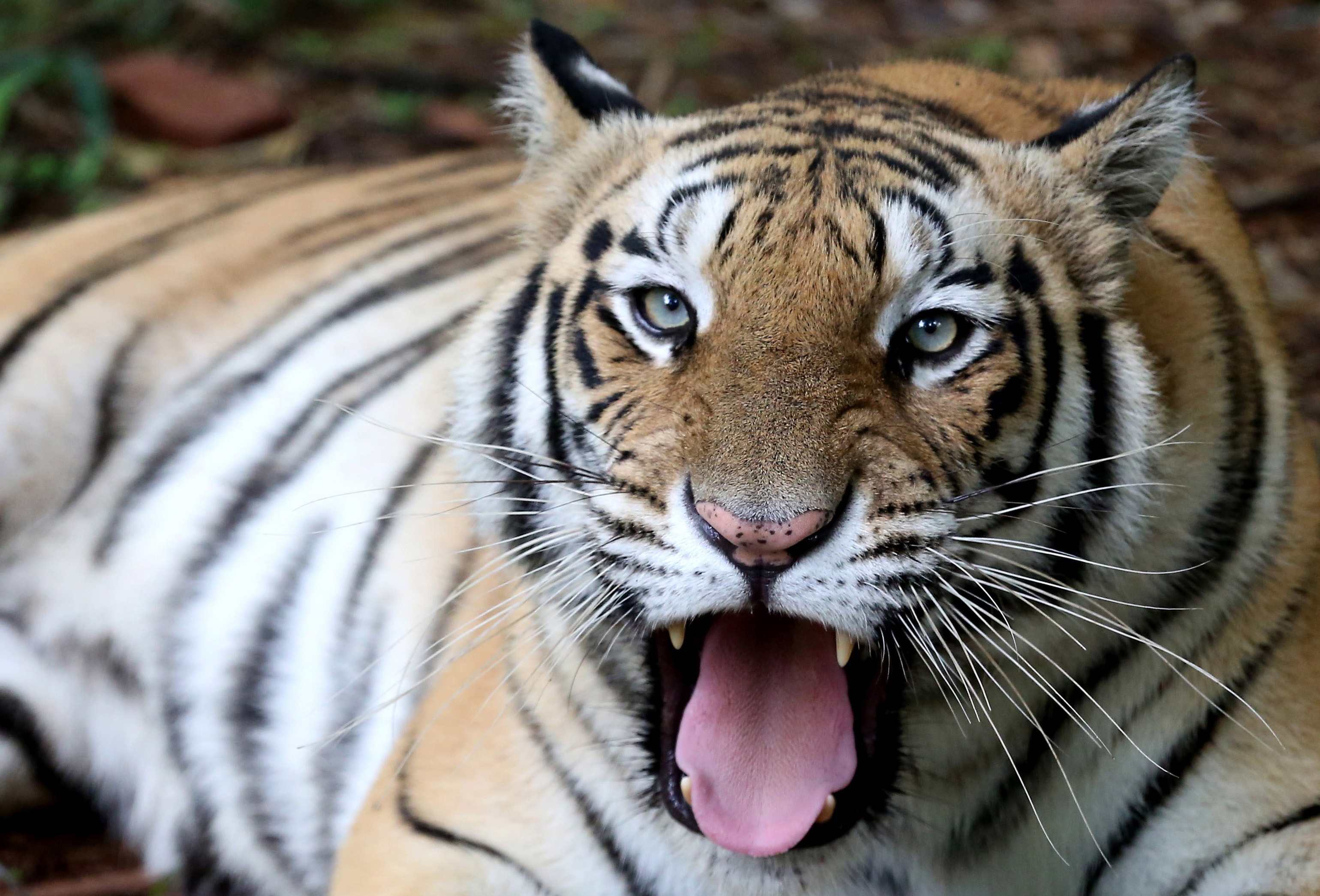 'A commitment fulfilled' India celebrates major rise in wild tiger