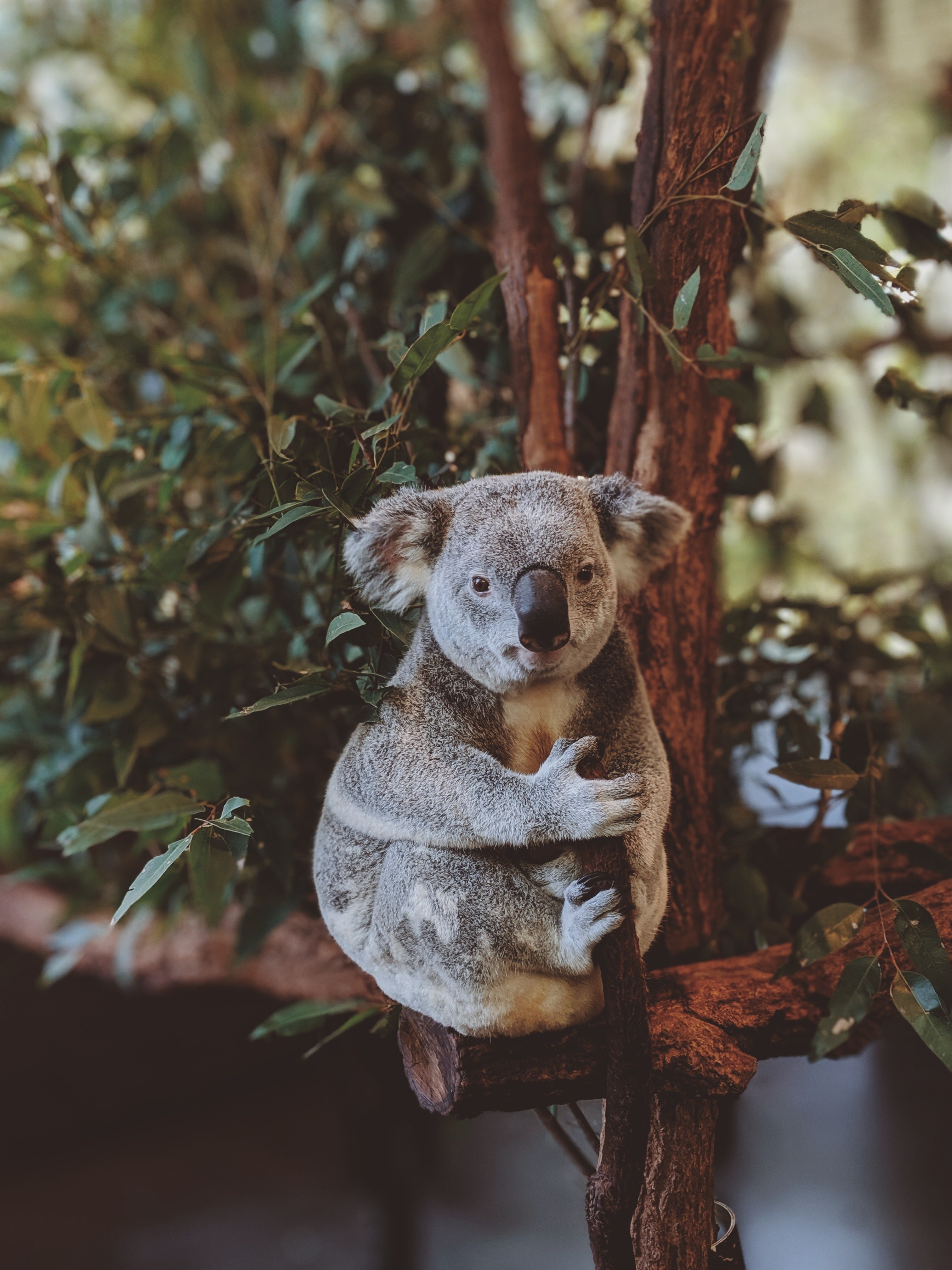 Koala hugging the tree