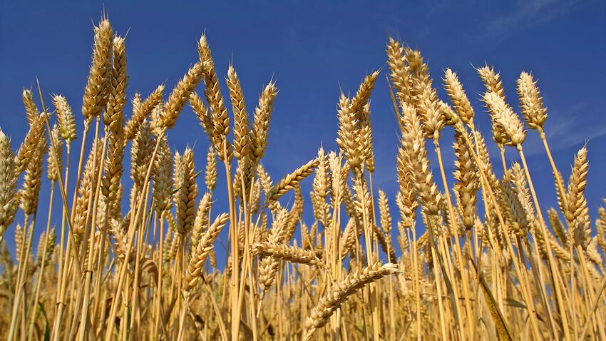 wheat board scandal