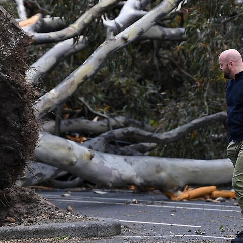 A man is seen walking past a fallen tree 